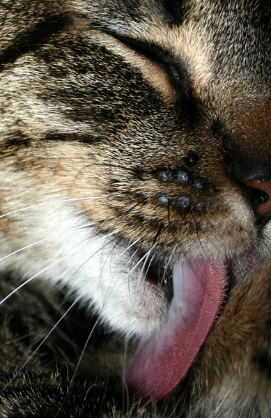 Cat Tongue