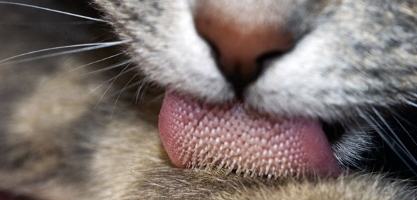 Cat Tongue