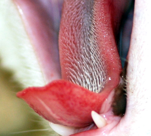 Cat Tongue