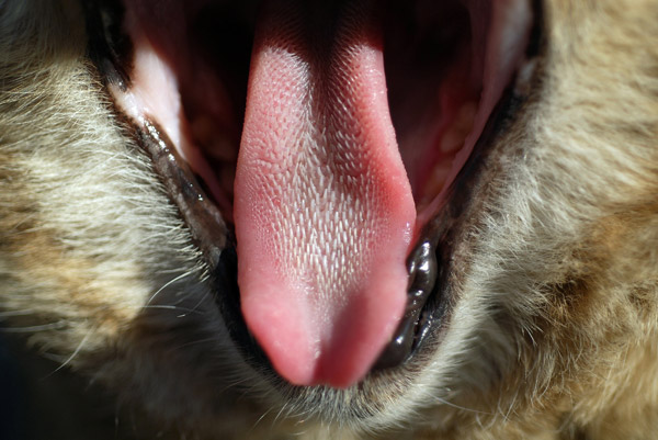 labeled cat tongue close up