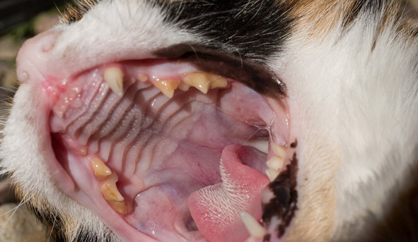 Cat Tongue Image from tompagenet Cat Tongue Image from tompagenet