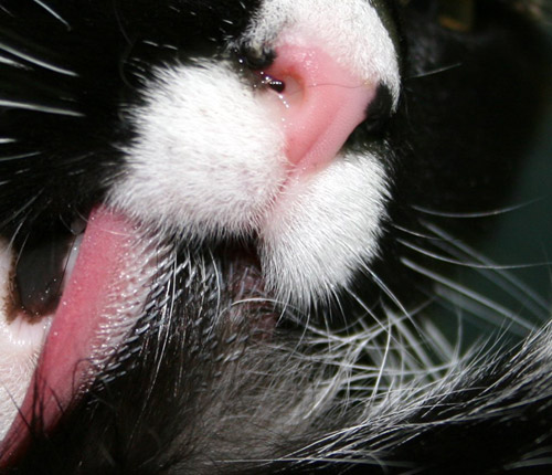 labeled cat tongue close up