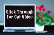 Cat Video