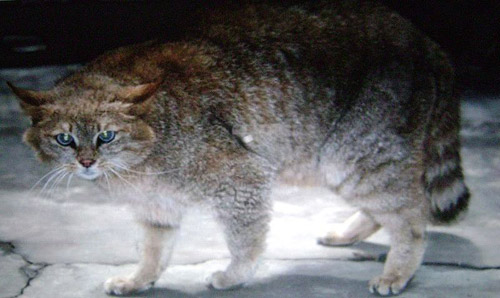 Chinese Mountain Cat