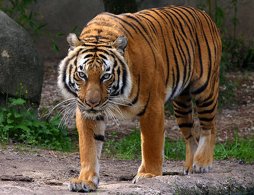 Corbett's Tiger