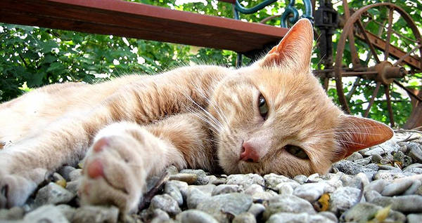 Cream Mackerel Tabby Cat