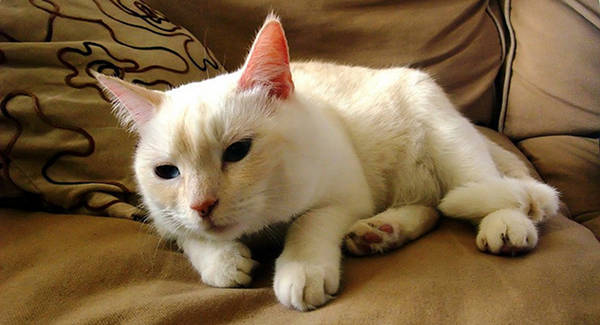 Cream & White Cat