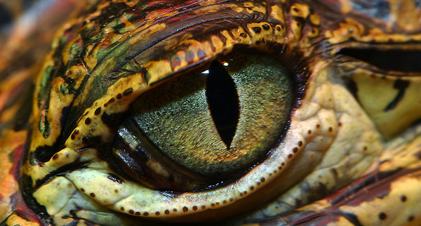 Crocodile Eyes