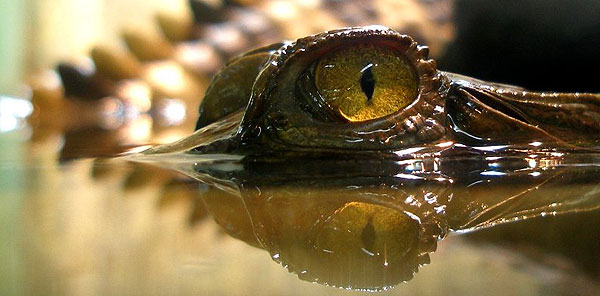 Crocodile Eyes