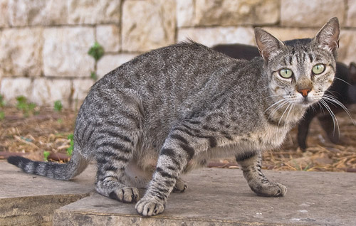 Felis Meet The Felidae Family Felis Meet The Felidae Family