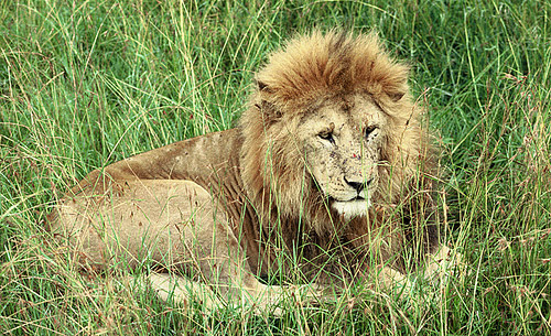 East African Lion