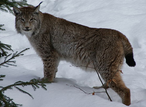 Eurasian Lynx