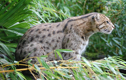 Fishing Cat | Prionailurus