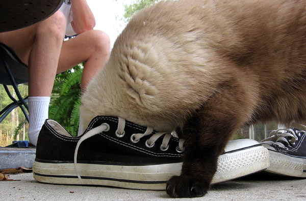Funny Cat Picture Funny Cat Picture
