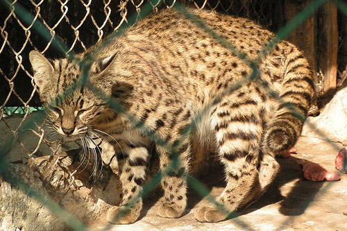 Geoffroy's Cat