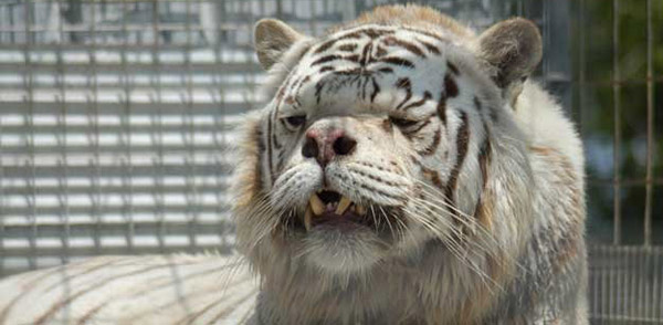 deformed white tiger pictures. Inbred White Tiger