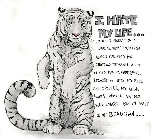 deformed white tiger pictures. about why white tigers are