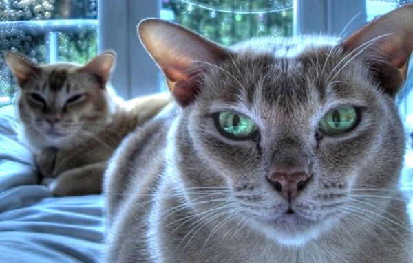 HDR Cat