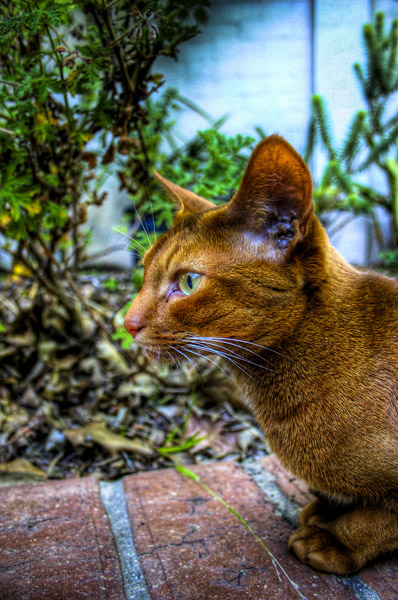 HDR Cat