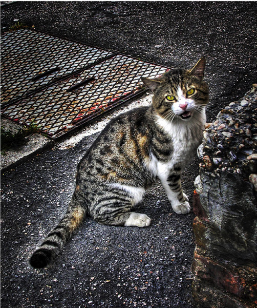 HDR Cat