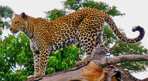 Indian Leopard