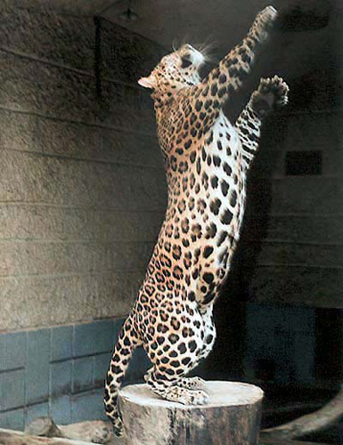 Indo-Chinese Leopard