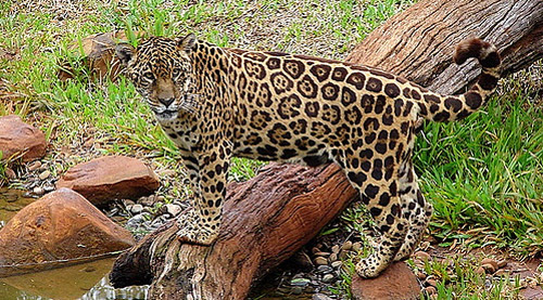 Jaguar