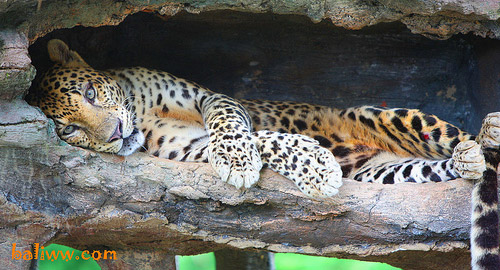 Javan Leopard