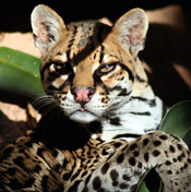 Leopardus Genus