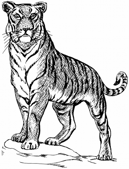 Tiger Line Drawing