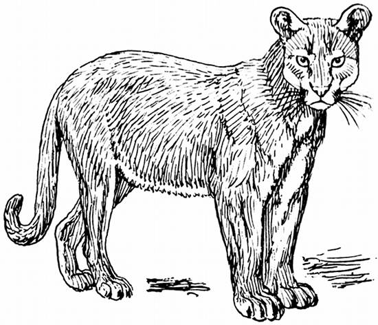 Puma Line Drawing