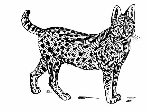 Serval Line Drawing