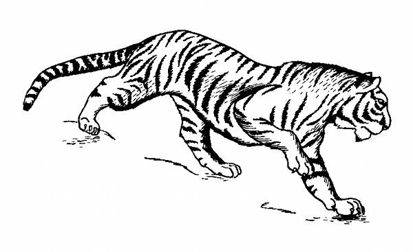 Tiger Line Drawings For Coloring