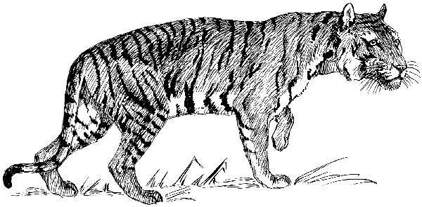 Tiger Line Drawing