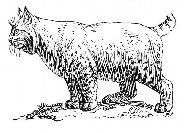 Bobcat Line Drawing