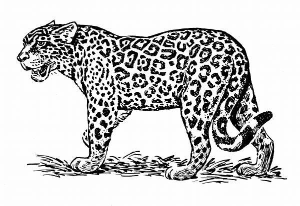 Jaguar Line Drawing