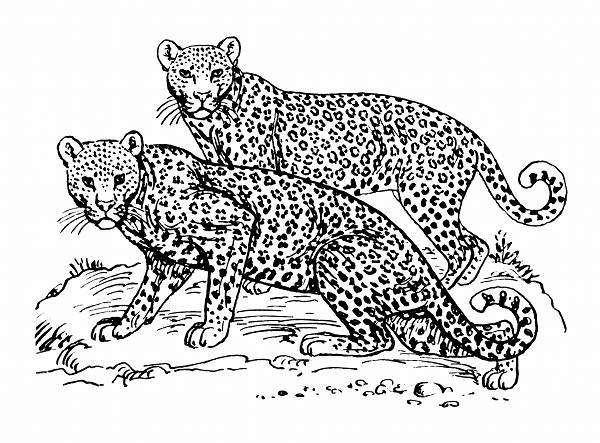 Leopard Line Drawing