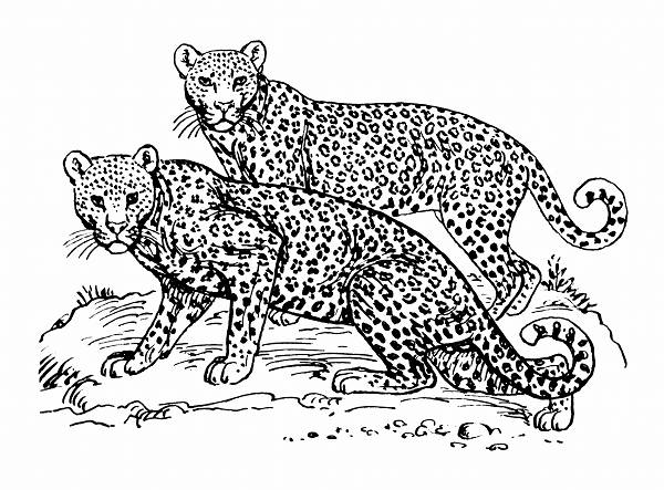 Leopard Line Drawing