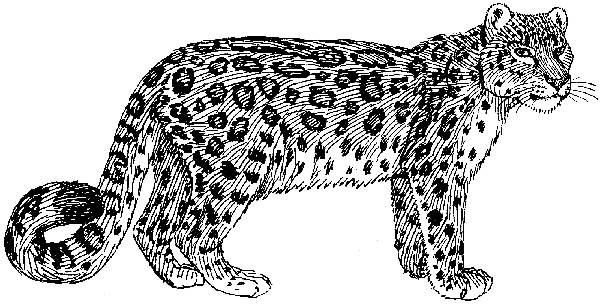 Snow Leopard Line Drawing