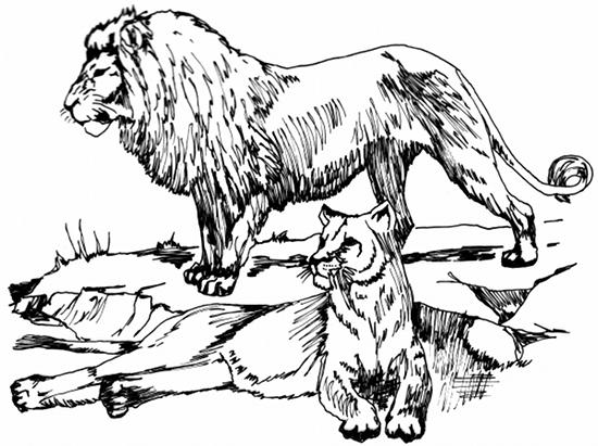 Lion Line Drawing