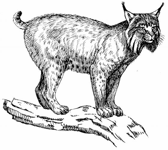 Lynx Line Drawing