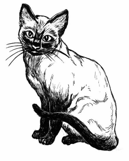 Siamese Cat Line Drawing