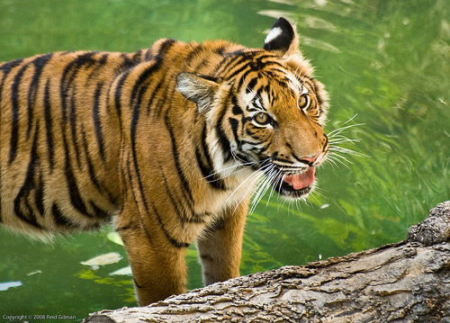 Malayan Tiger