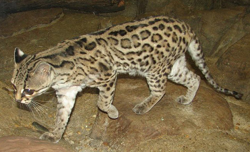 Margay