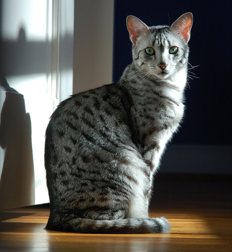 Egyptian Mau