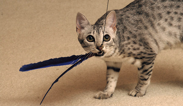 Egyptian Mau