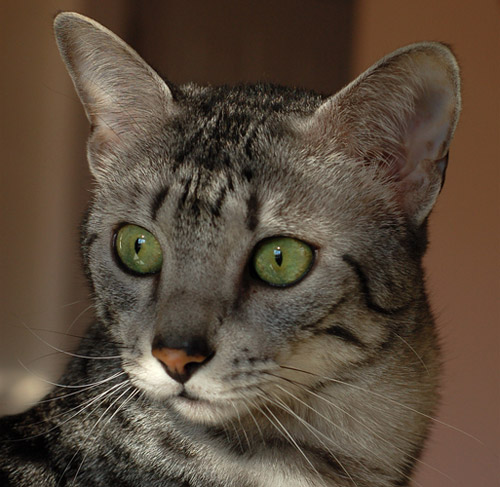 Egyptian Mau