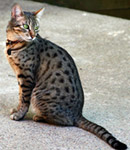 Egyptian Mau