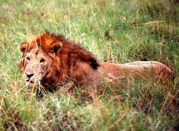 Northeast Congo Lion