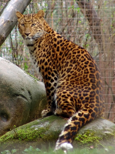 North Chinese Leopard